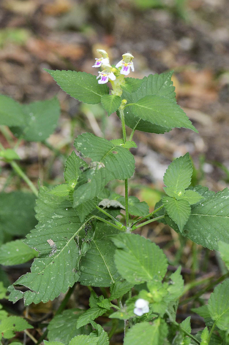 Galeopsis speciosa / Galeopside splendida